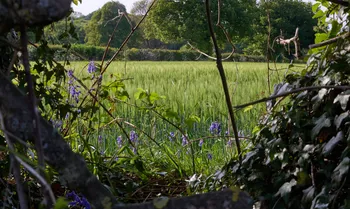 Hedge view green wheat.jpg